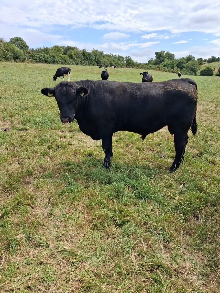 AA bull - Image 2