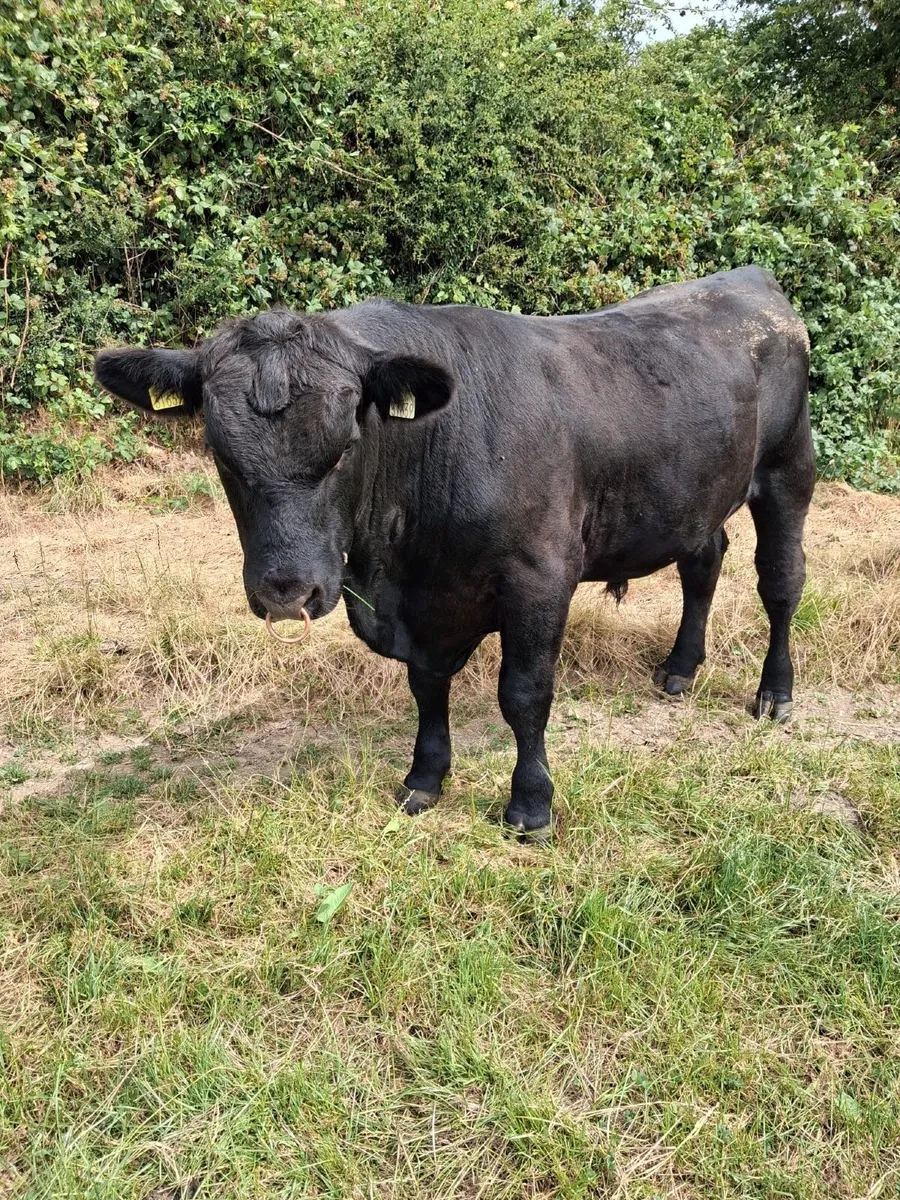 AA bull - Image 3