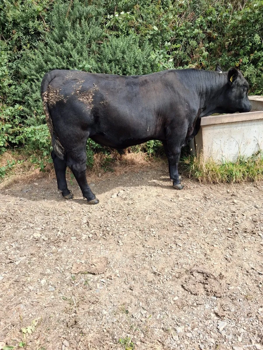 AA bull - Image 4