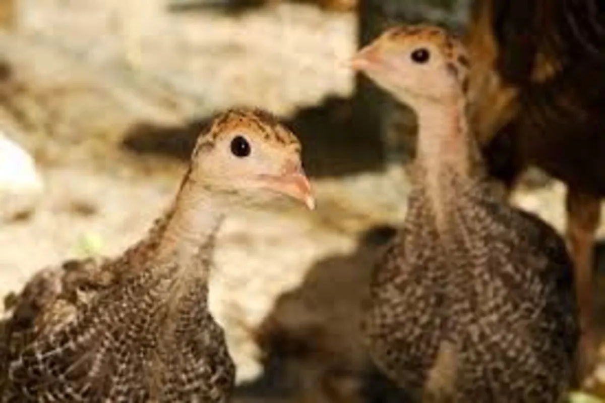 Off heat Turkeys, White, Bronze & Norfolk Black - Image 1
