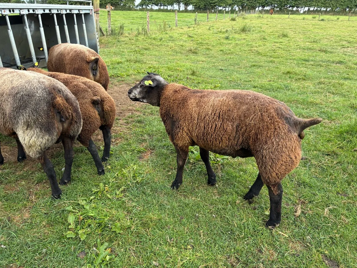 Blue TEXEL pedigree sheep - Image 2