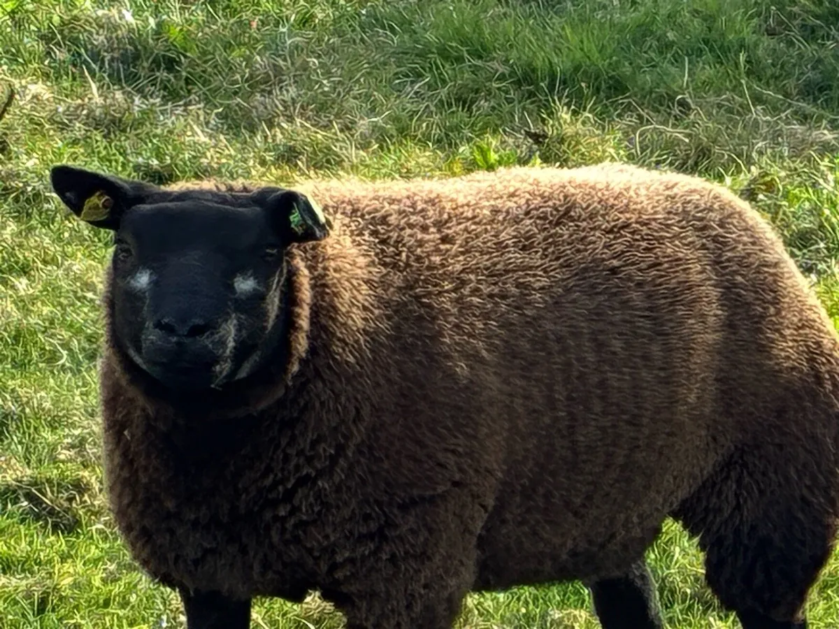 Blue TEXEL pedigree sheep - Image 4