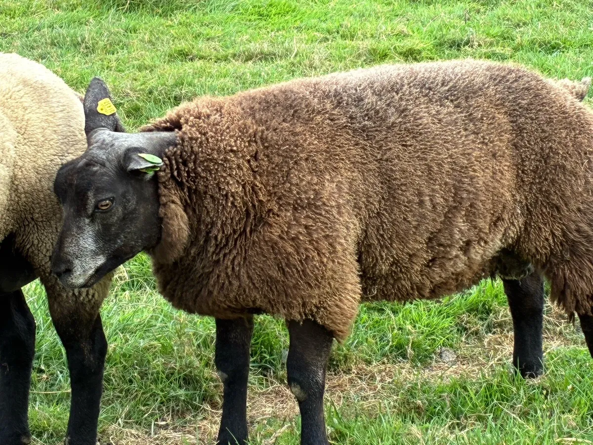 Blue TEXEL pedigree sheep - Image 3