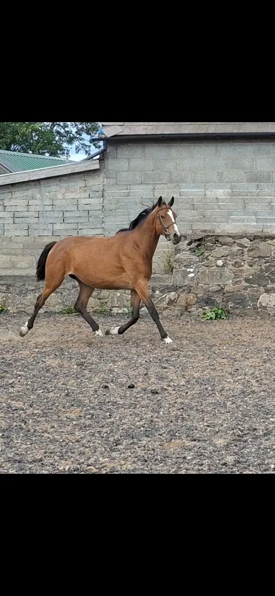 Horse - Image 2