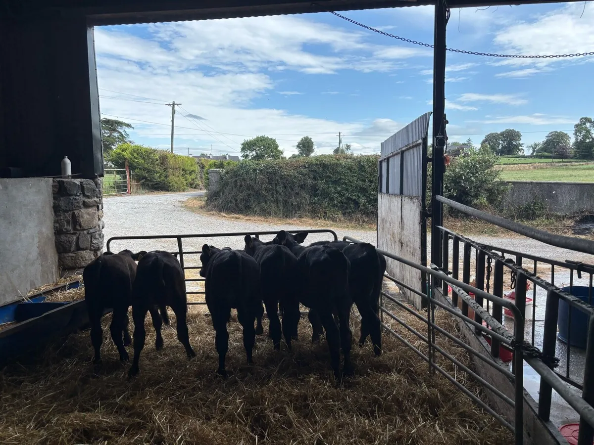 16 super Angus and limosin weaned heifers - Image 2