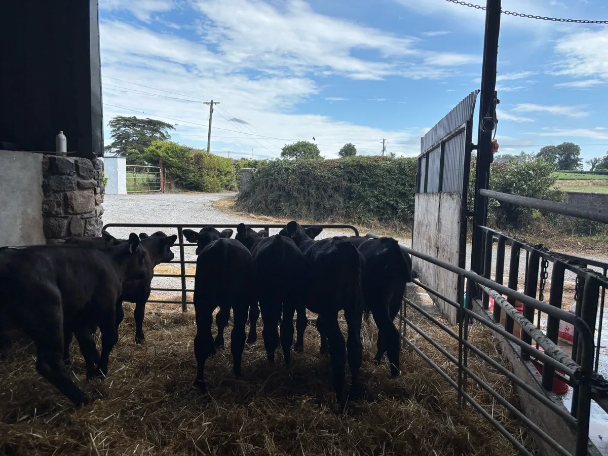 16 super Angus and limosin weaned heifers - Image 3