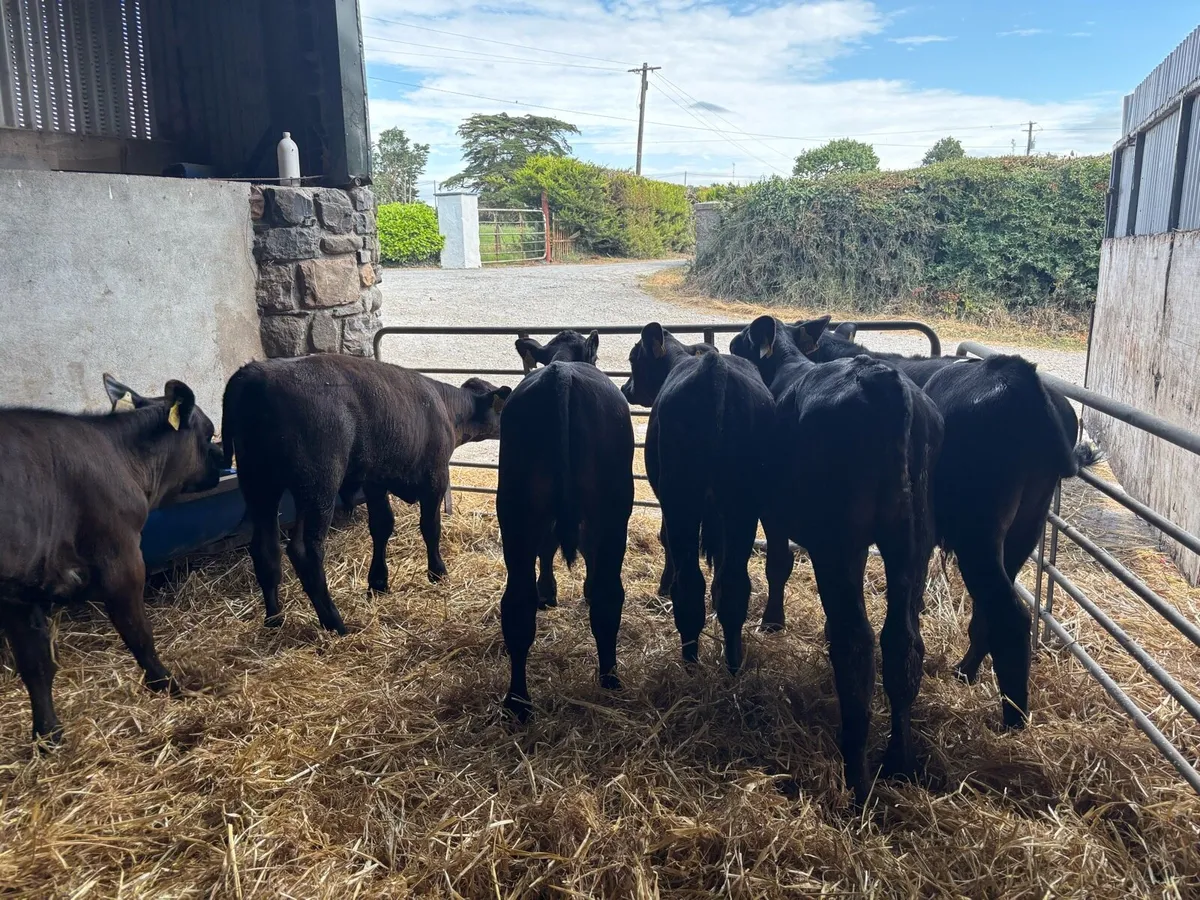 16 super Angus and limosin weaned heifers - Image 4