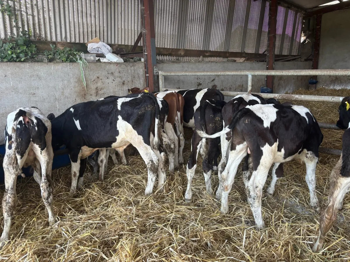 15 super British Frisian weanling bulls - Image 3