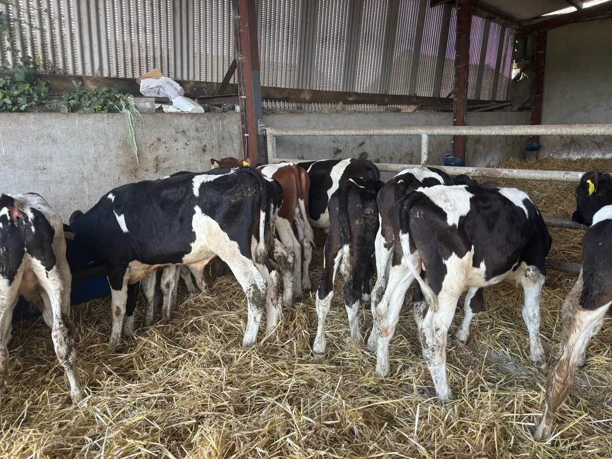15 super British Frisian weanling bulls - Image 4