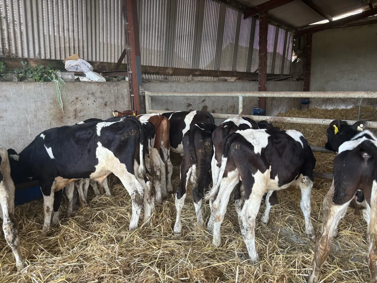 15 super British Frisian weanling bulls - Image 1