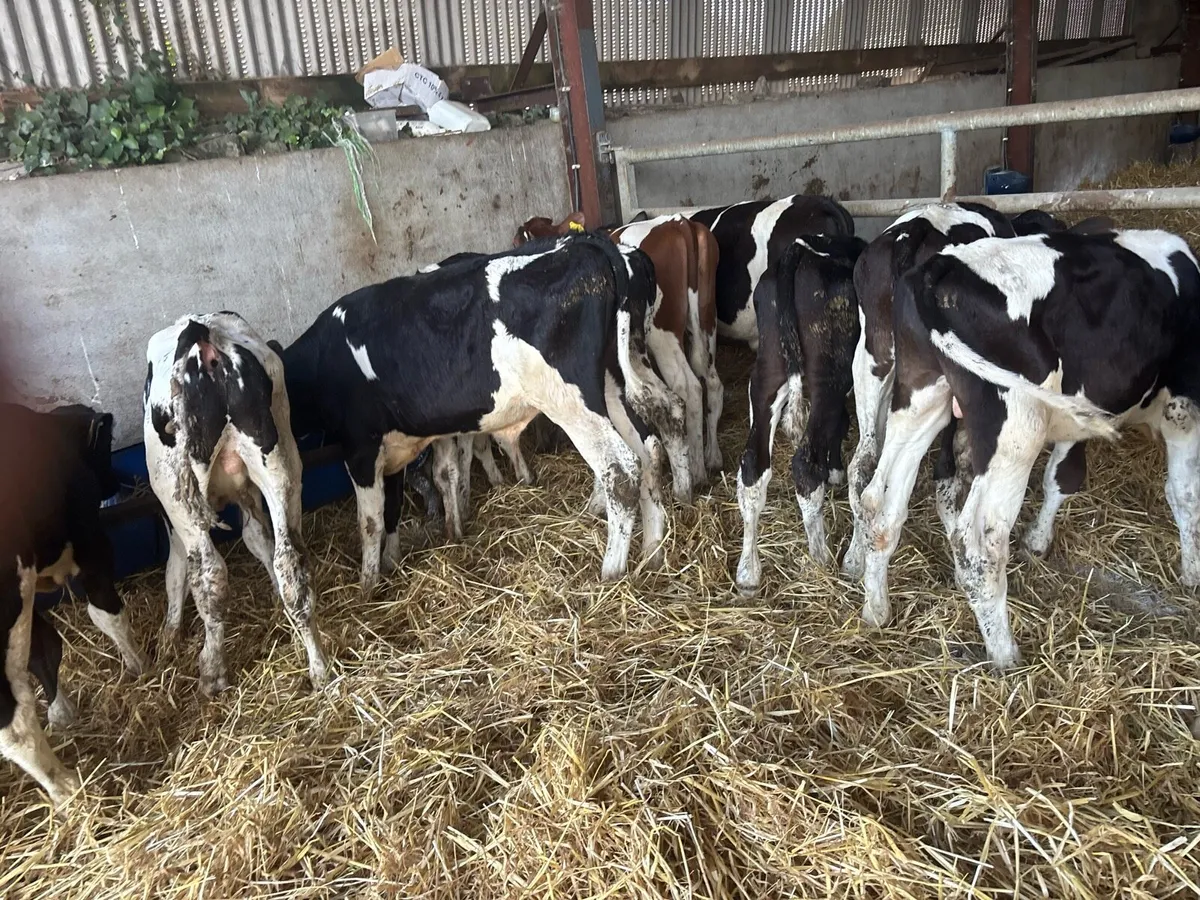 15 super British Frisian weanling bulls - Image 2