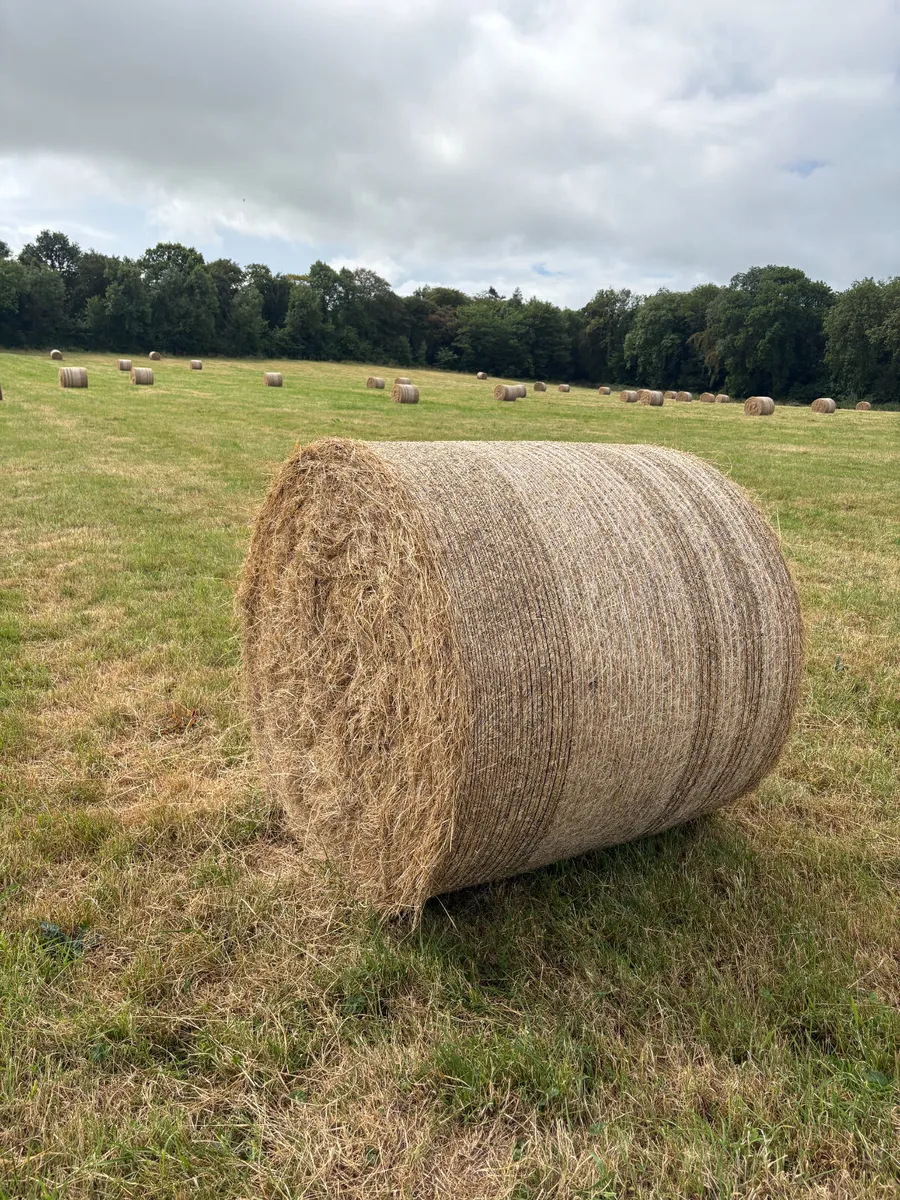Round Bales of Hay for Sale North Cork - Image 2
