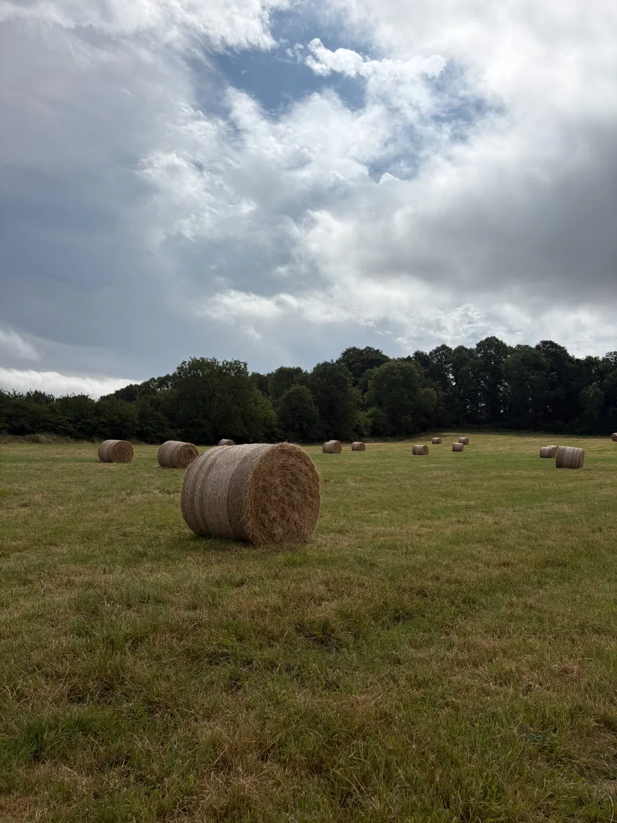 Round Bales of Hay for Sale North Cork - Image 4