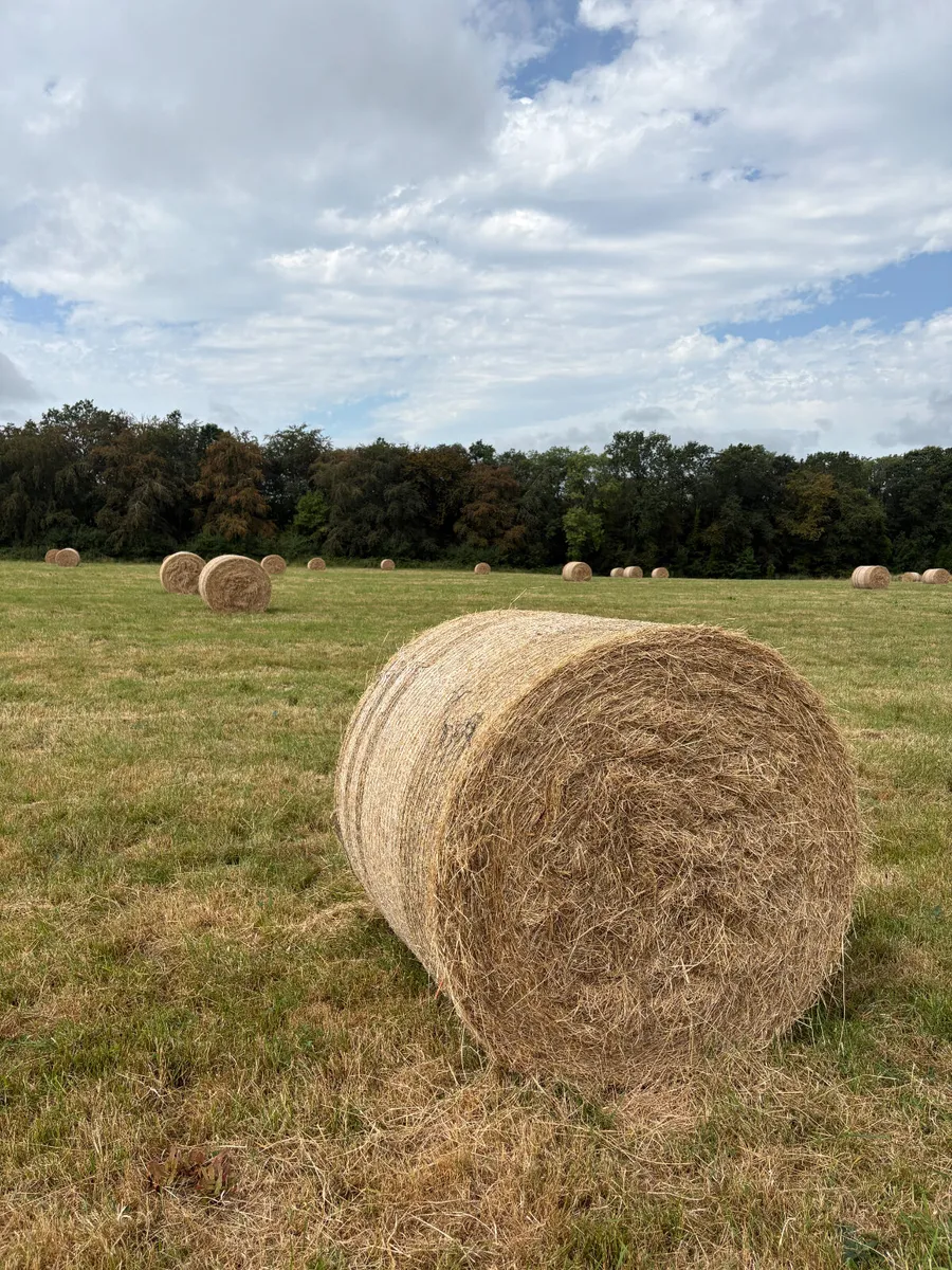 Round Bales of Hay for Sale North Cork - Image 3