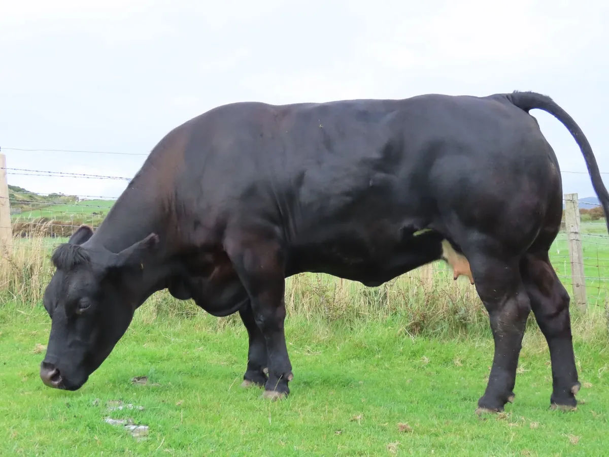 1/3 Cows - Image 1