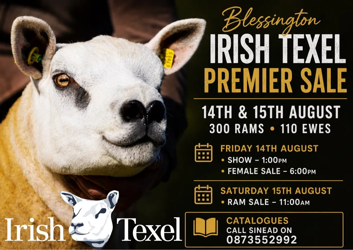 Irish Texel Premier Sale
