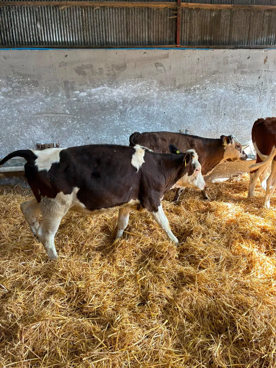 Fkv and Simmental heifers - Image 2