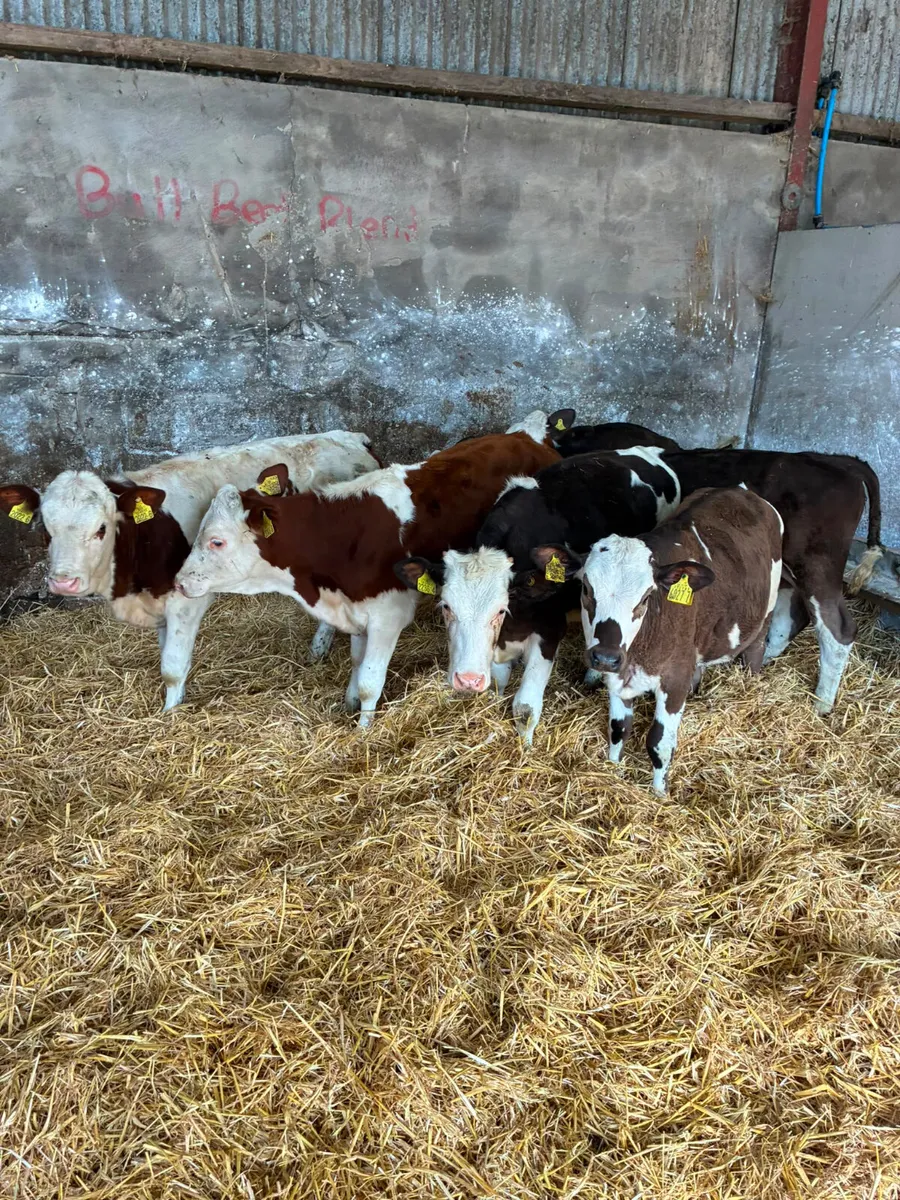 Fkv and Simmental heifers - Image 3