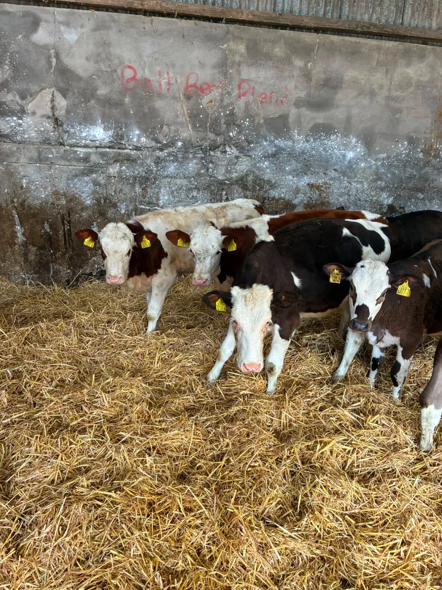 Fkv and Simmental heifers - Image 4