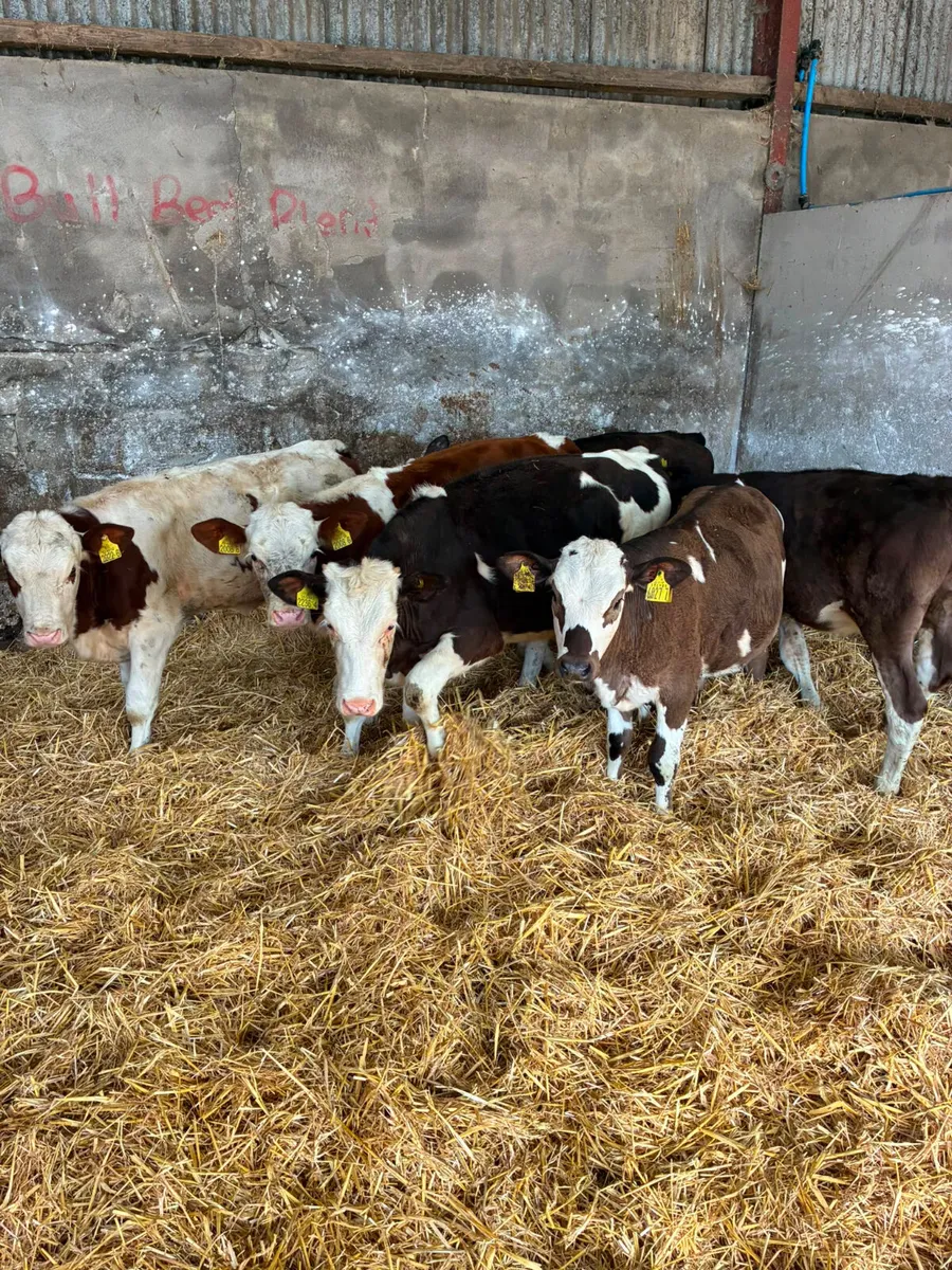 Fkv and Simmental heifers - Image 1