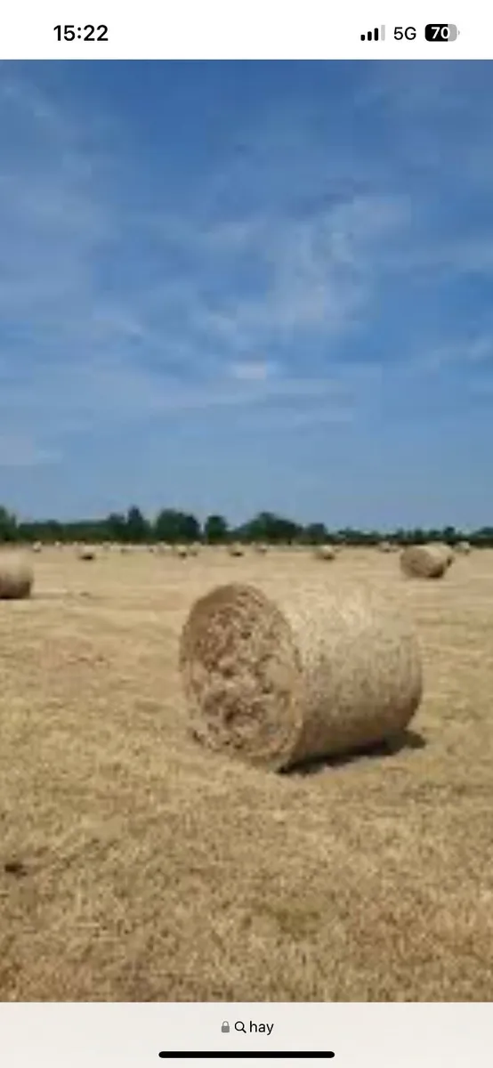 Hay