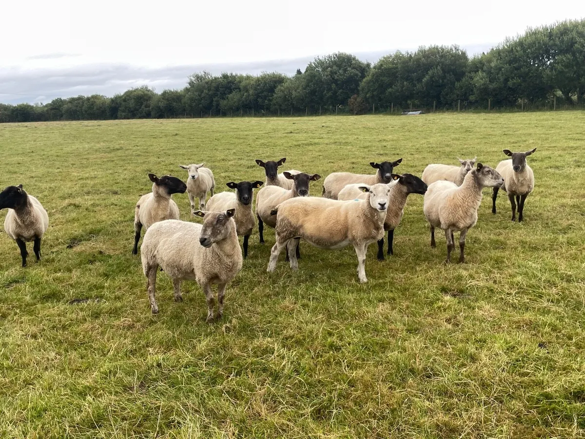 Breeding ewes - Image 2