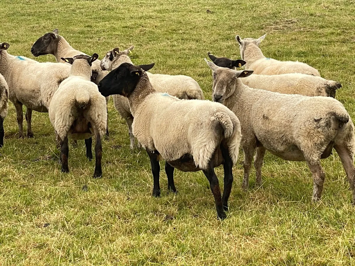 Breeding ewes - Image 3