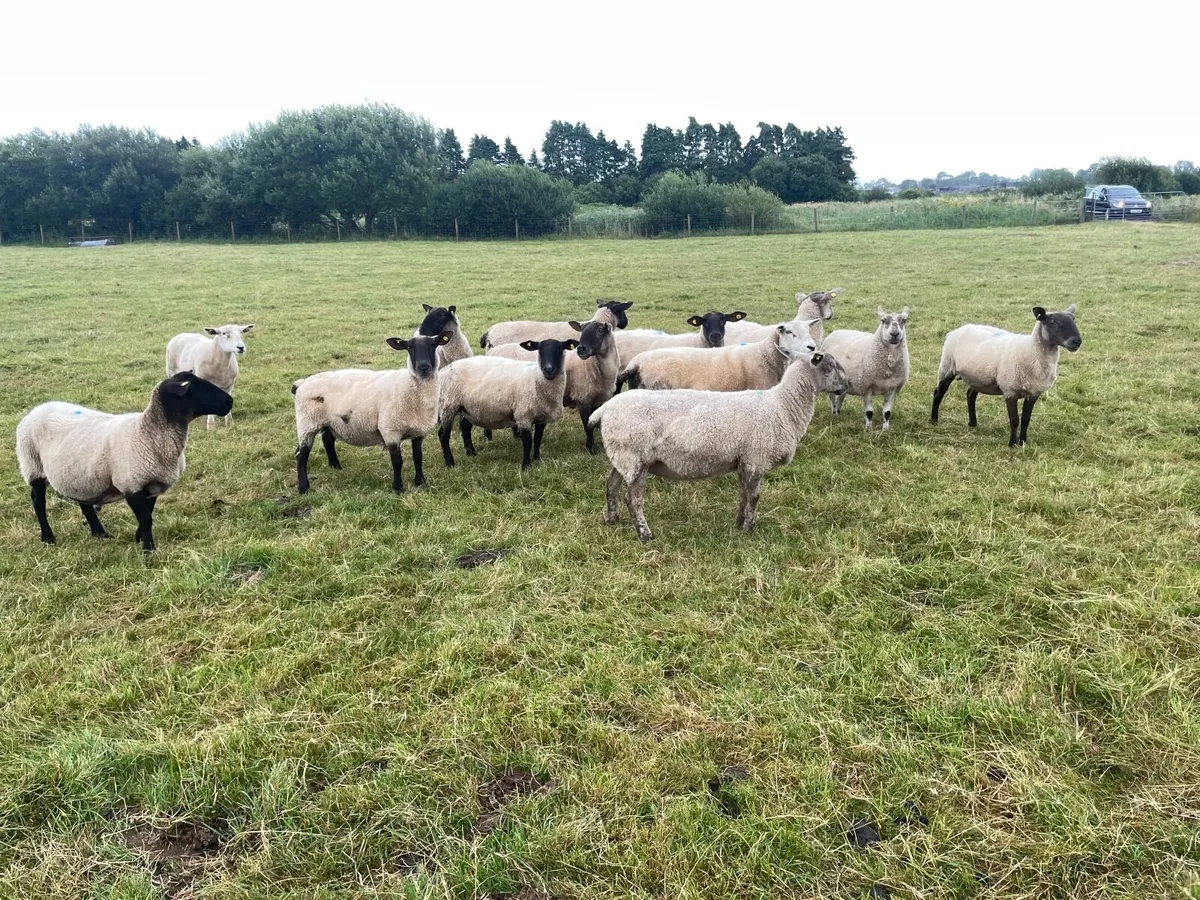 Breeding ewes - Image 4