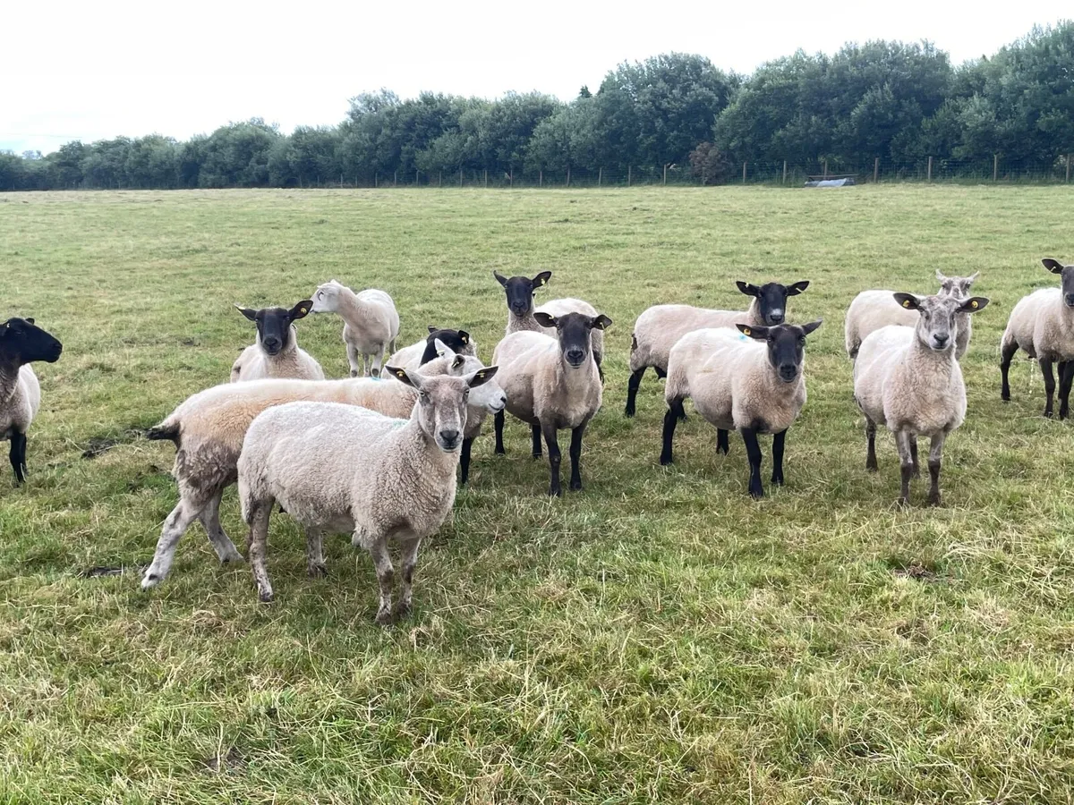 Breeding ewes - Image 1