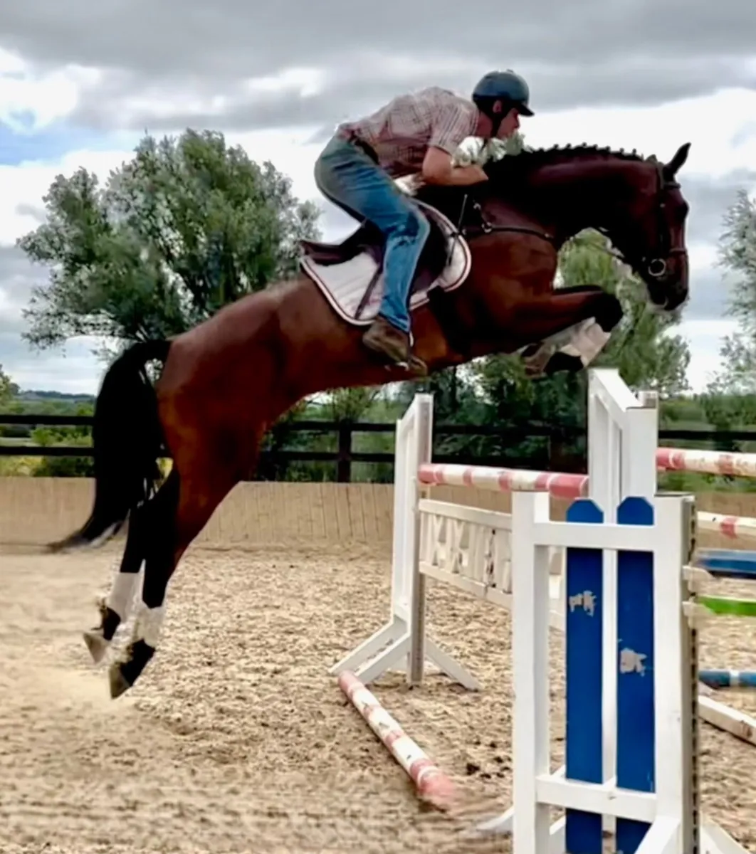 Top potential horse - Image 1