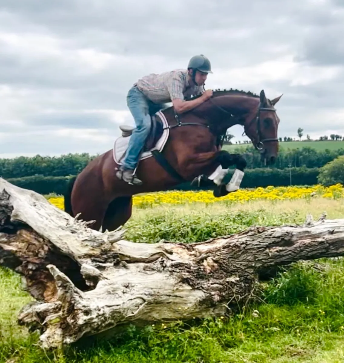 Top potential horse - Image 3