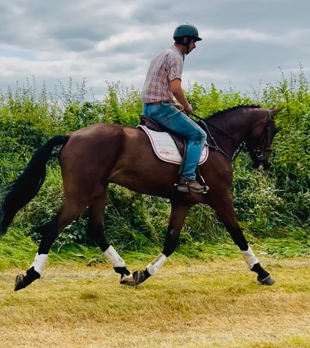 Top potential horse - Image 4