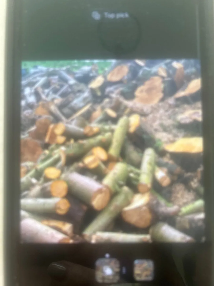 Timber - Image 2
