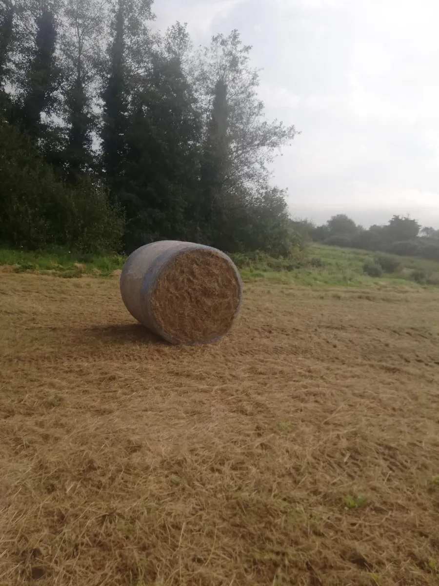 Organic hay - Image 1
