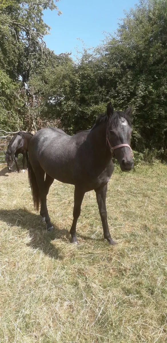 Yearling and 2 year old filly TIH - Image 4