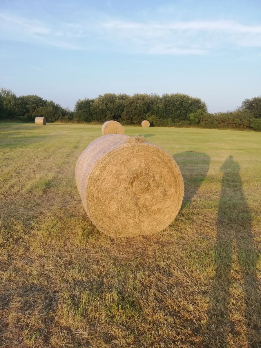 Organic hay - Image 2