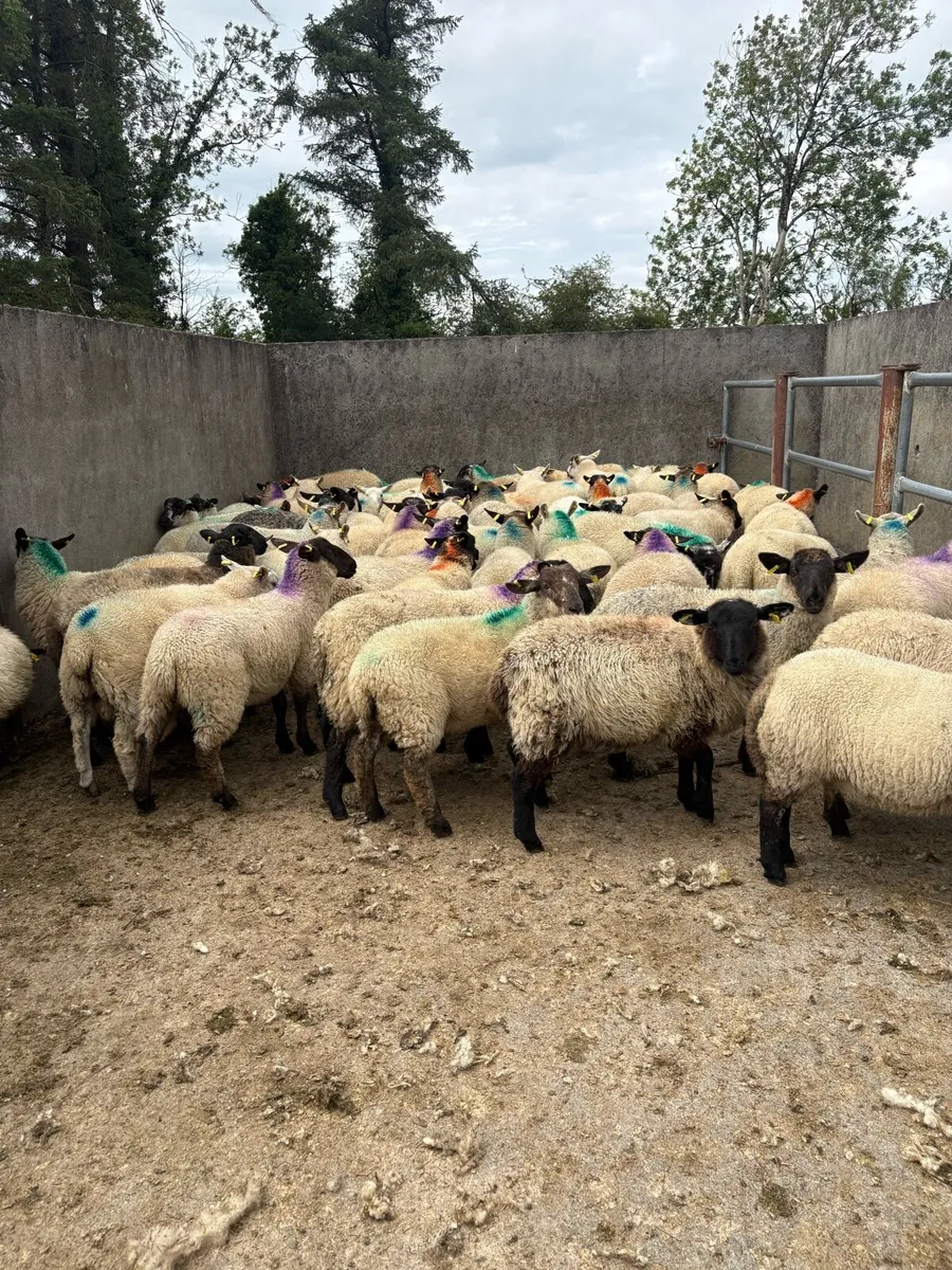 😍60 smashing ewe lambs 😍 - Image 1