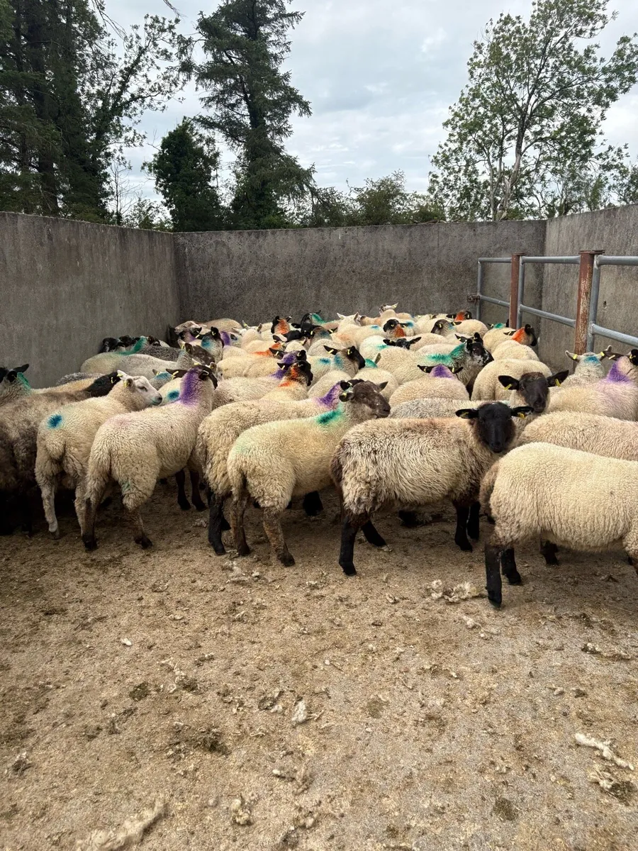 😍60 smashing ewe lambs 😍 - Image 2