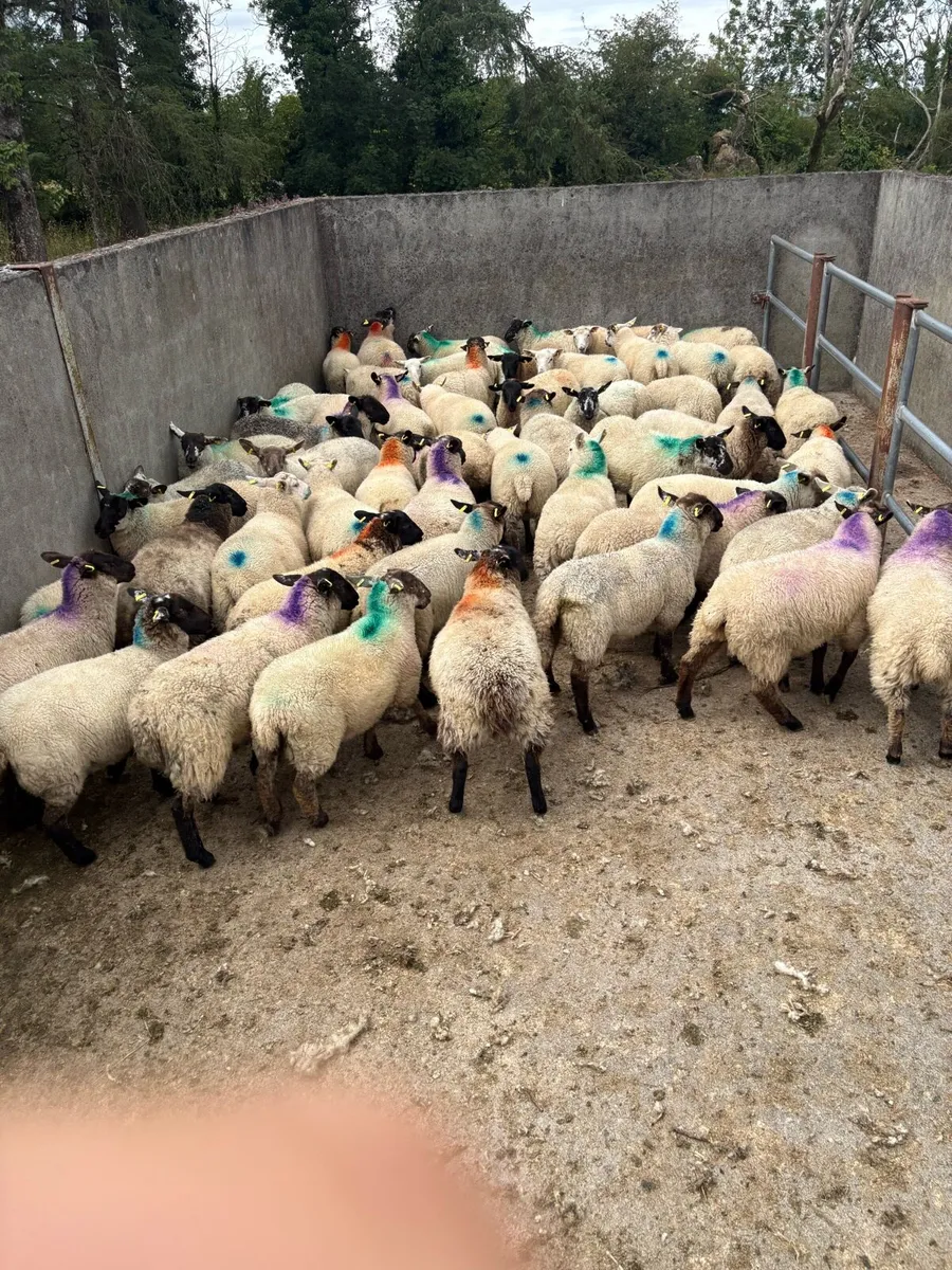 😍60 smashing ewe lambs 😍 - Image 3