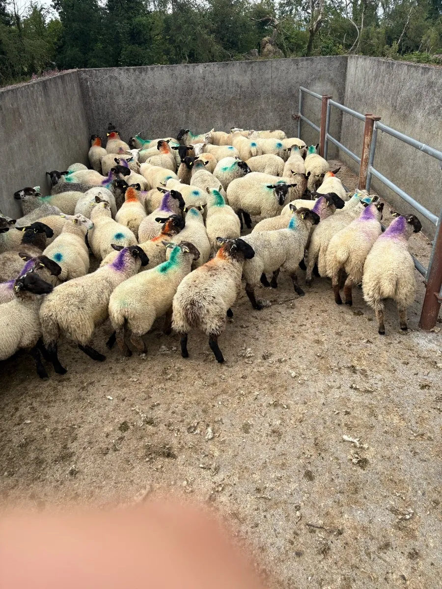 😍60 smashing ewe lambs 😍 - Image 4