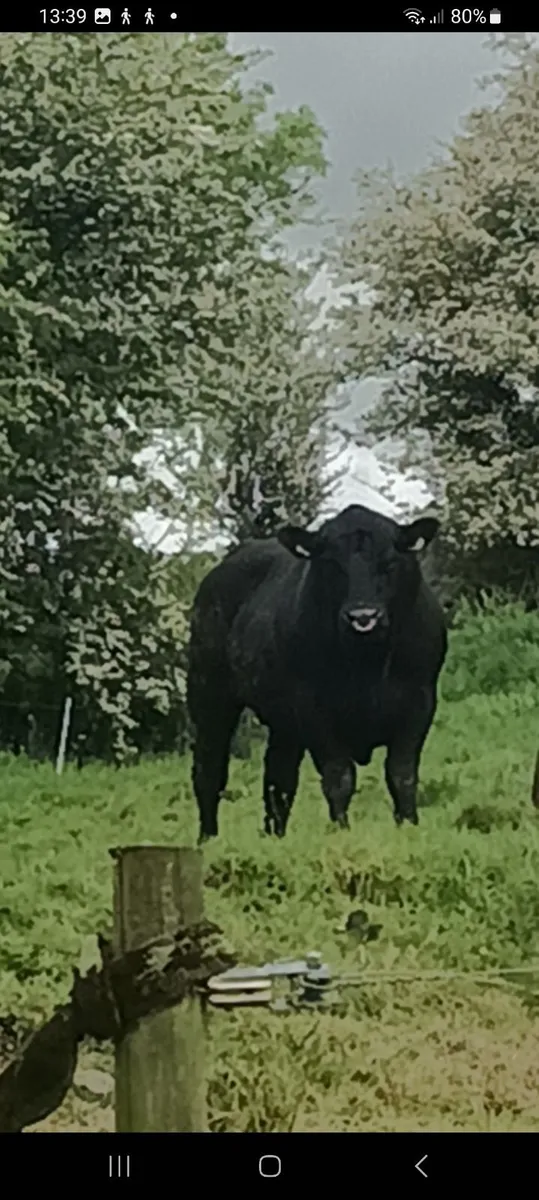 Pedigrees Aberdeen Angus Bull - Image 4