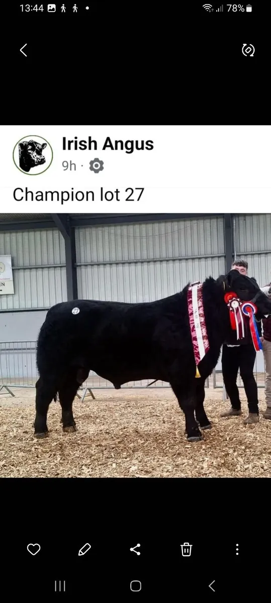 Pedigrees Aberdeen Angus Bull - Image 3