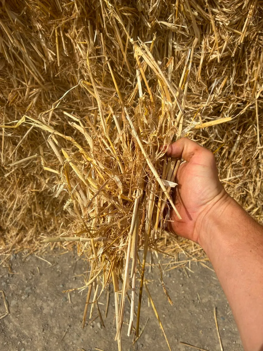 Top quality wheaten and barley straw - Image 3