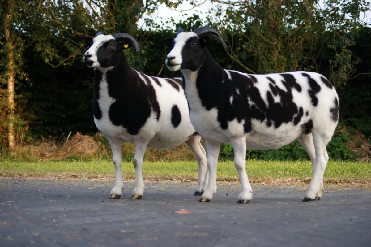 Pedigree Jacob Ewes - Image 1