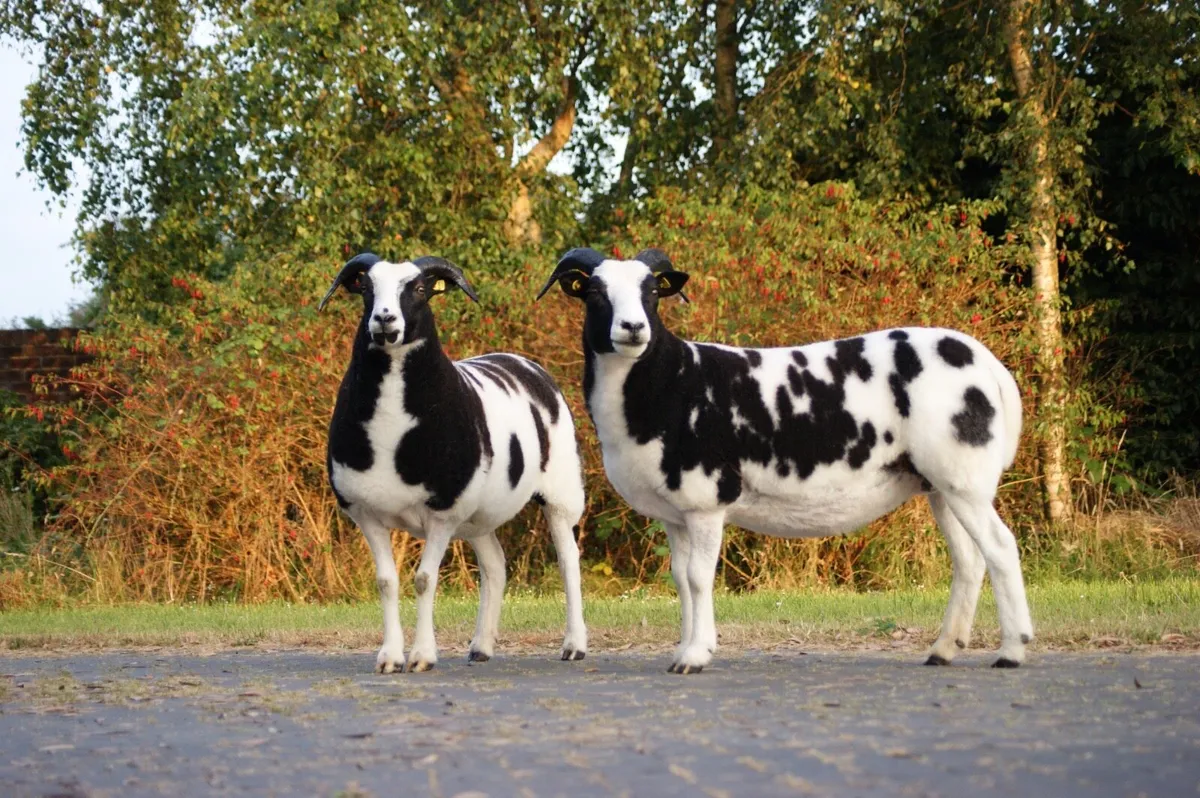 Pedigree Jacob Ewes - Image 2