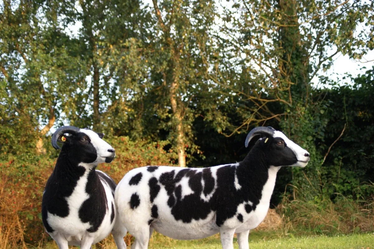 Pedigree Jacob Ewes - Image 3