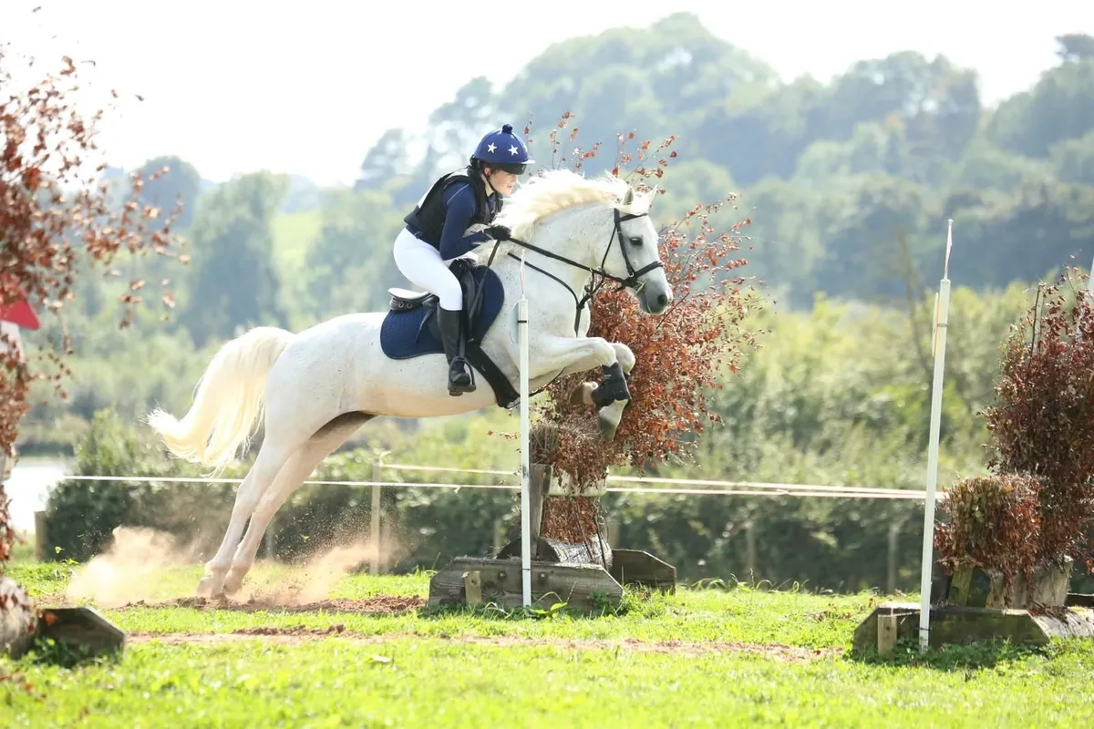 Pony - Image 4