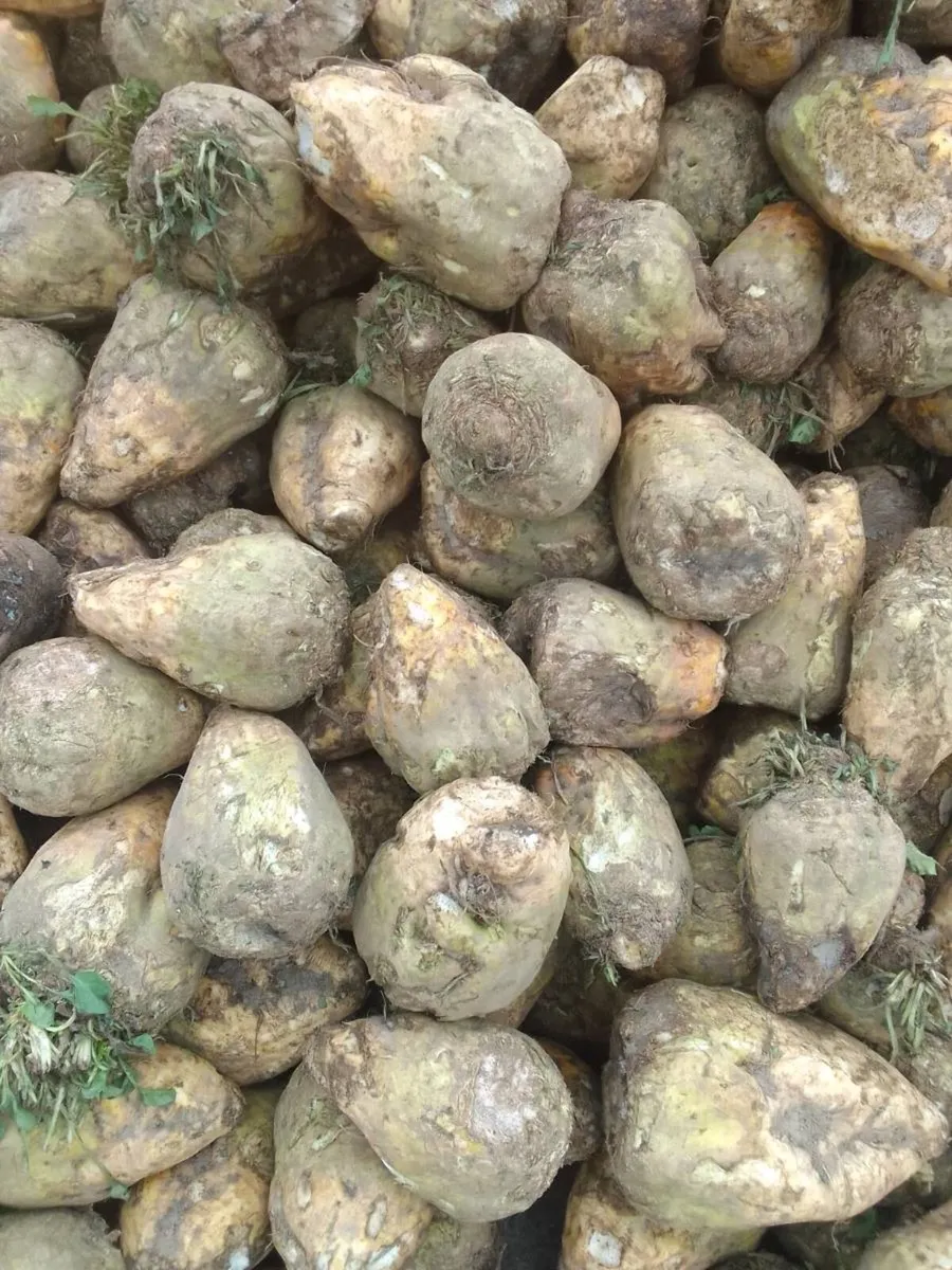 Beet mix - Image 1