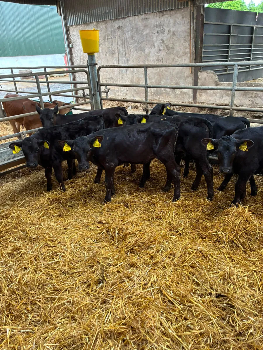 Angus bulls and heifers - Image 1