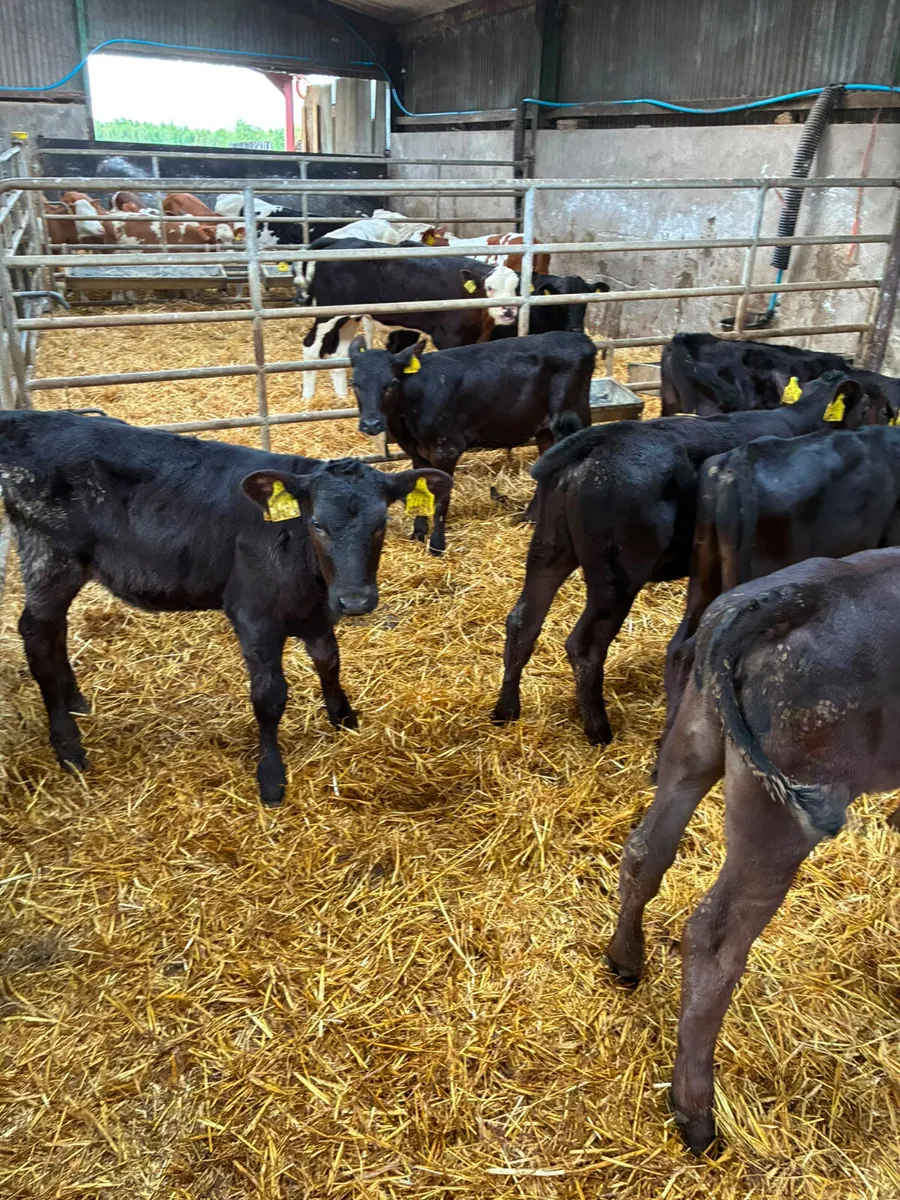 Angus bulls and heifers - Image 3